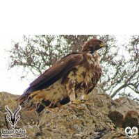 گونه عقاب طلایی Golden Eagle